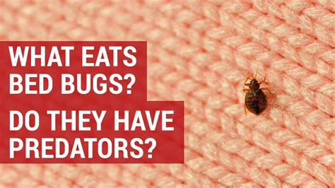 What eats bed bugs. Things To Know About What eats bed bugs. 